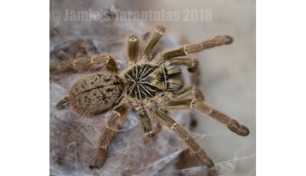 Pterinochilus murinus (Typical Color Form "TCF") 2 1/2-3" FEMALE #JG-10**